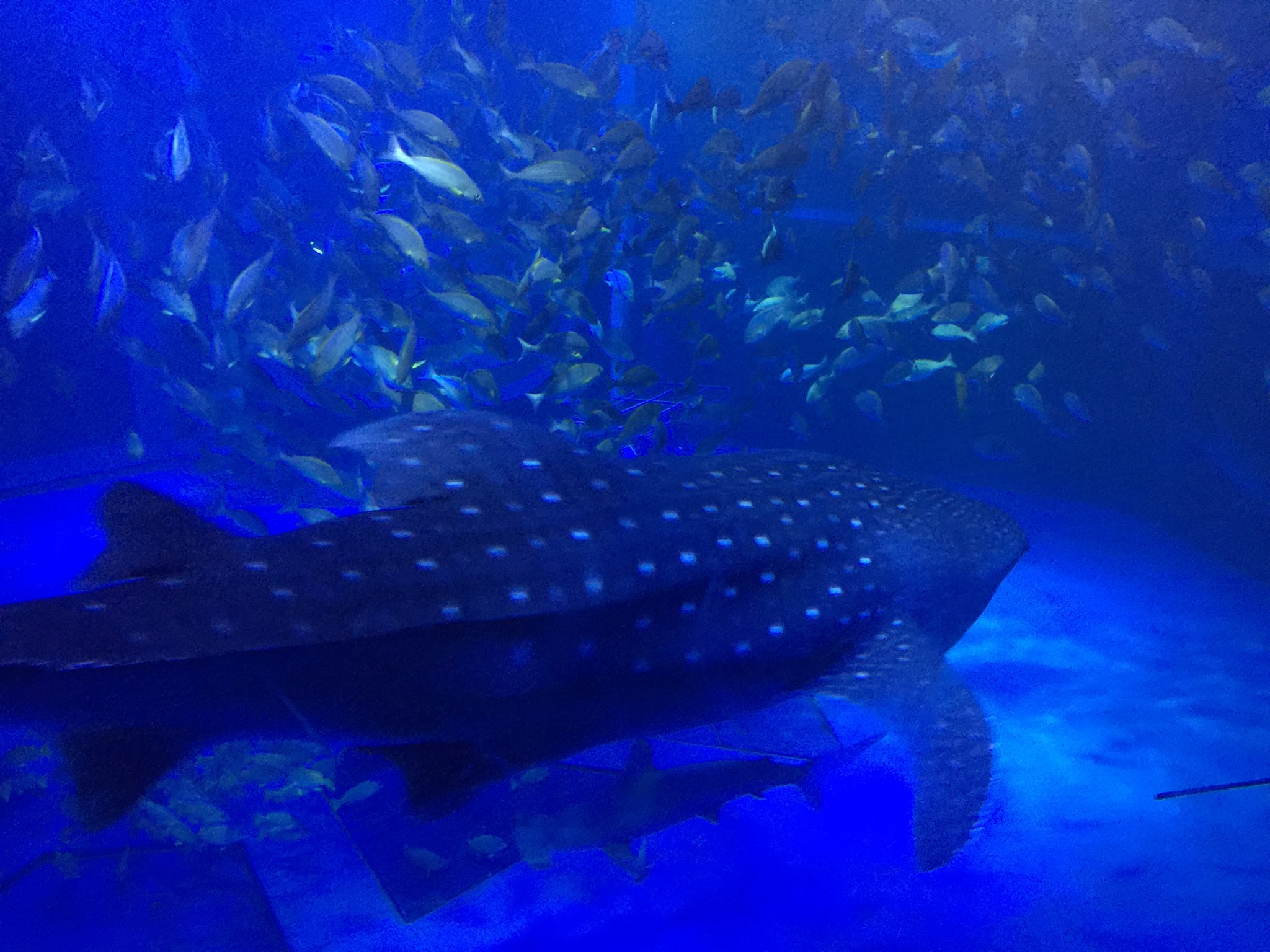 石川県のとじま水族館で巨大なジンベイザメを鑑賞してきました とろあ Net